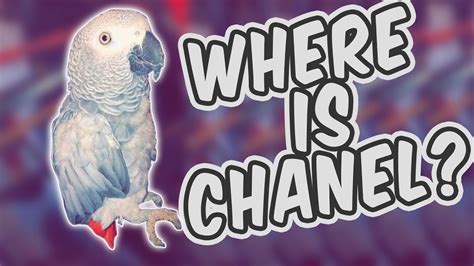 chanel missing parrot|chanel the parrot.